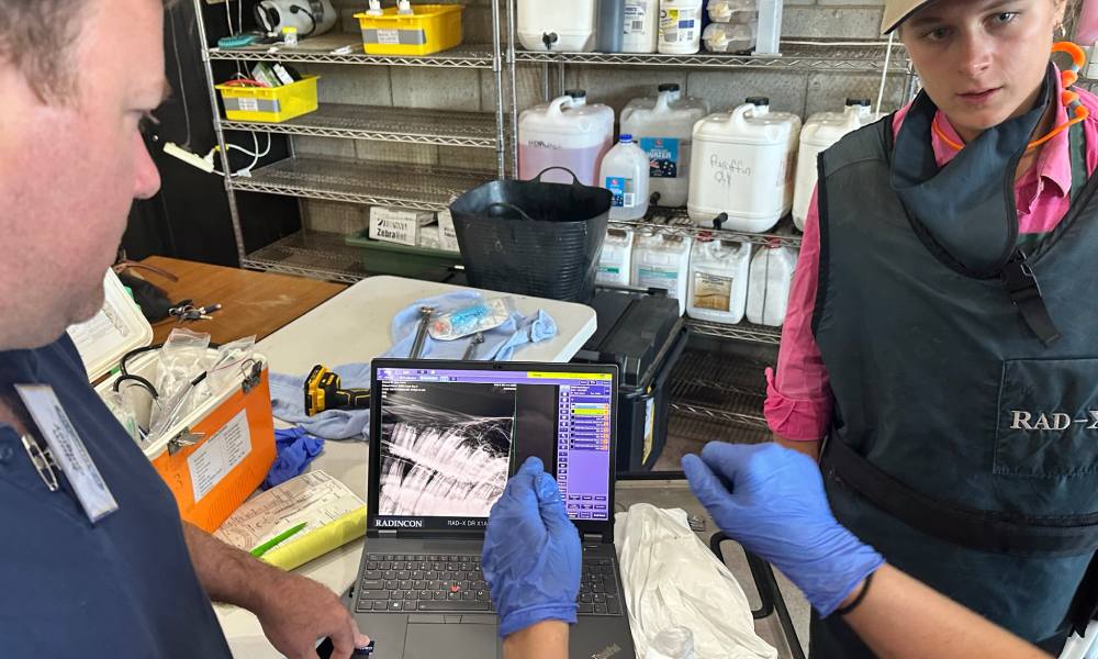Real-life equine dentistry x-rays and explanations at EVDS