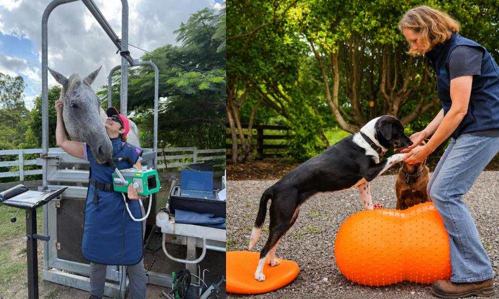 Veterinary AI in practice feature